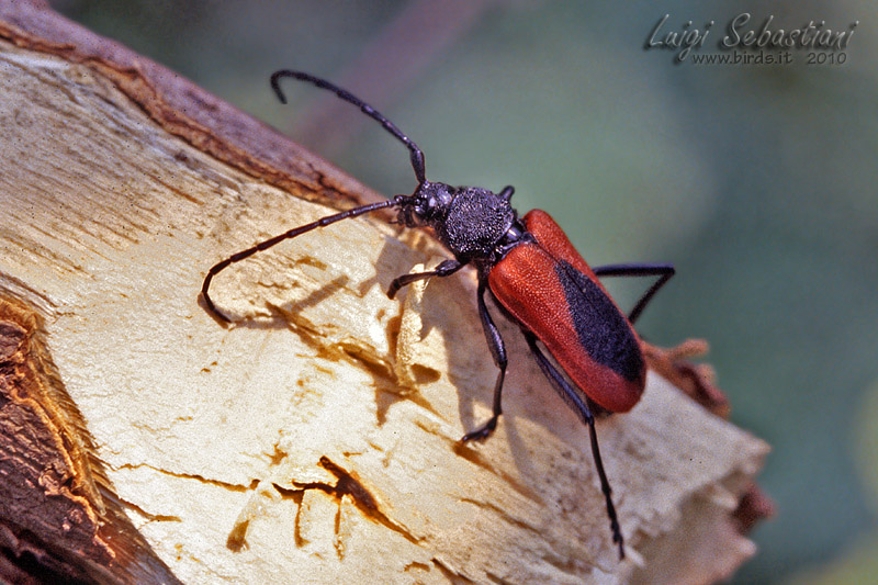 Purpuricenus kaehleri